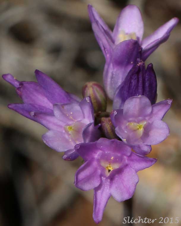 Inflorescence of Bluedicks, Blue Dicks, Wild Hyacinth: Dipterostemon capitatus ssp. capitatus (Synonyms: Brodiaea capitata, Brodiaea capitata var. insularis, Brodiaea insularis, Dichelostemma capitatum ssp. capitatum, Dichelostemma insulare, Dipterostemon insularis)