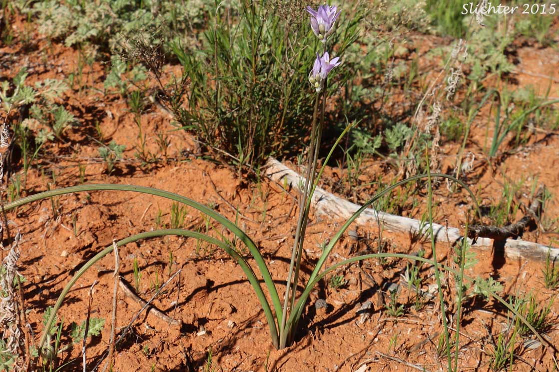 Bluedicks, Blue Dicks, Wild Hyacinth: Dipterostemon capitatus ssp. capitatus (Synonyms: Brodiaea capitata, Brodiaea capitata var. insularis, Brodiaea insularis, Dichelostemma capitatum ssp. capitatum, Dichelostemma insulare, Dipterostemon insularis)