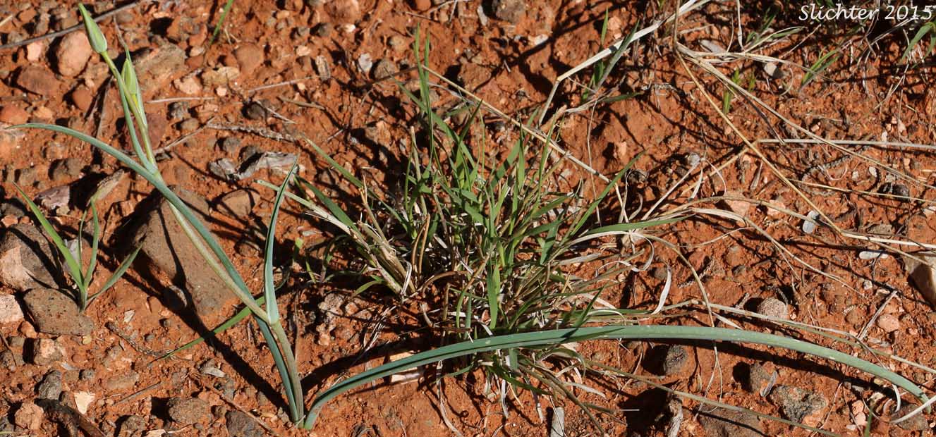 Doubting Mariposa Lily: Calochortus ambiguus (Synonym: Calochortus watsonii var. ambiguus)