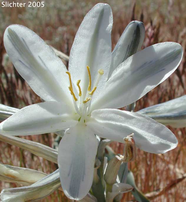Desert Lily: Hesperocallis undulata