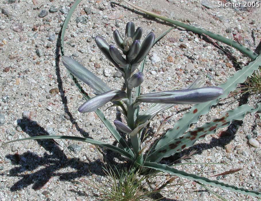 Desert Lily: Hesperocallis undulata