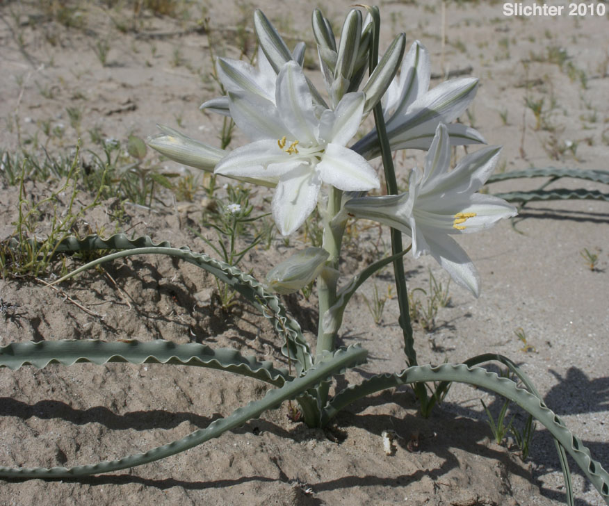 Desert Lily: Hesperocallis undulata