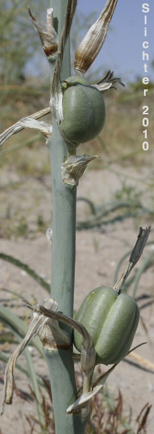 Fruits of Desert Lily: Hesperocallis undulata