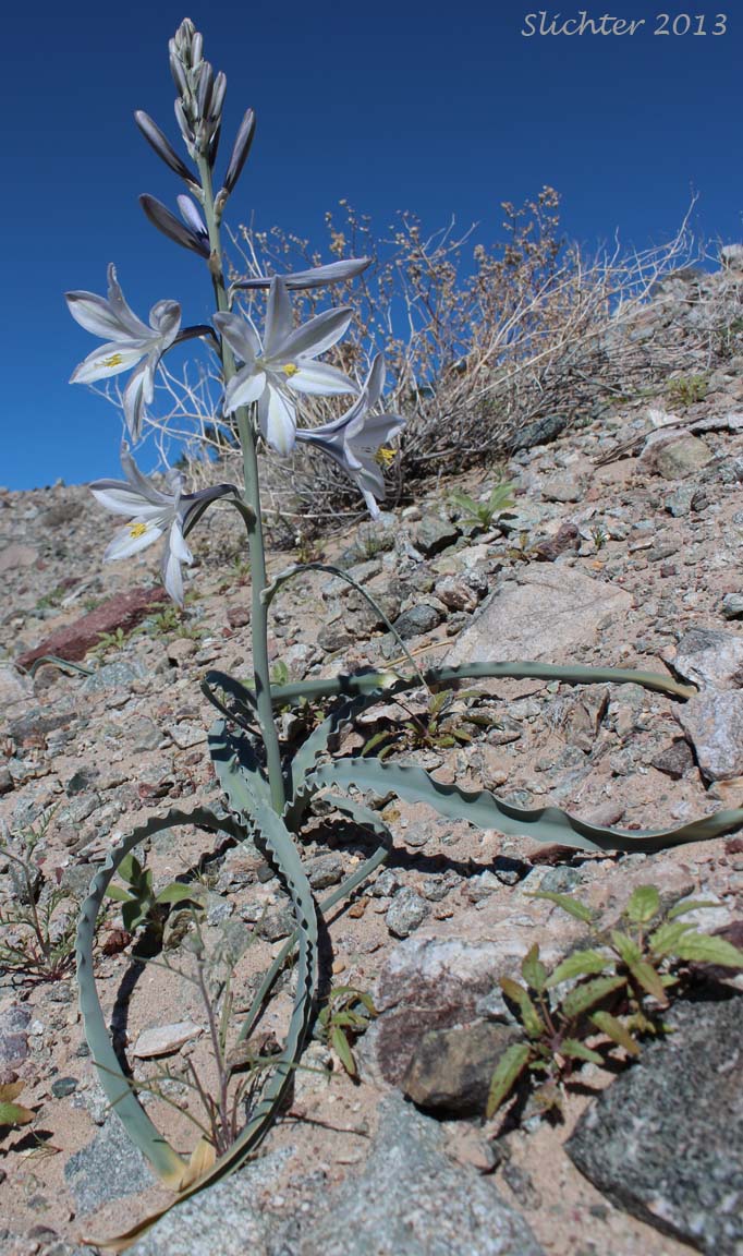 Desert Lily: Hesperocallis undulata