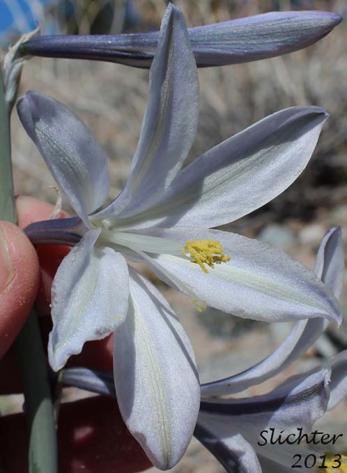 Flower of Desert Lily: Hesperocallis undulata