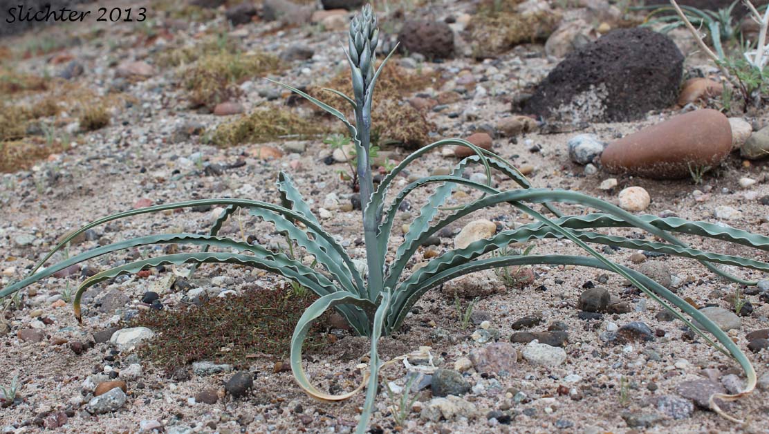 Desert Lily: Hesperocallis undulata