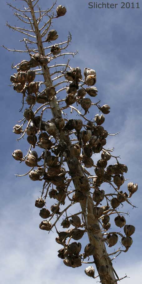 Quixote Plant, Chapparal Yucca: Hesperoyucca whipplei (Synonyms: Yucca whipplei; Hesperoyucca whipplei var. graminifolia; Yucca californica; Yucca graminifolia; Yucca nitida; Yucca ortgiesiana; Yucca whipplei subsp. caespitosa; Yucca whipplei var. caespitosa; Yucca whipplei subsp. intermedia; Yucca whipplei var. intermedia; Yucca whipplei subsp. parishii; Yucca whipplei var. parishii; Yucca whipplei subsp. percursa; Yucca whipplei var. percursa)