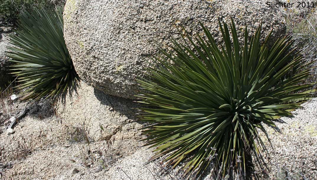 Quixote Plant, Chapparal Yucca: Hesperoyucca whipplei (Synonyms: Yucca whipplei; Hesperoyucca whipplei var. graminifolia; Yucca californica; Yucca graminifolia; Yucca nitida; Yucca ortgiesiana; Yucca whipplei subsp. caespitosa; Yucca whipplei var. caespitosa; Yucca whipplei subsp. intermedia; Yucca whipplei var. intermedia; Yucca whipplei subsp. parishii; Yucca whipplei var. parishii; Yucca whipplei subsp. percursa; Yucca whipplei var. percursa)