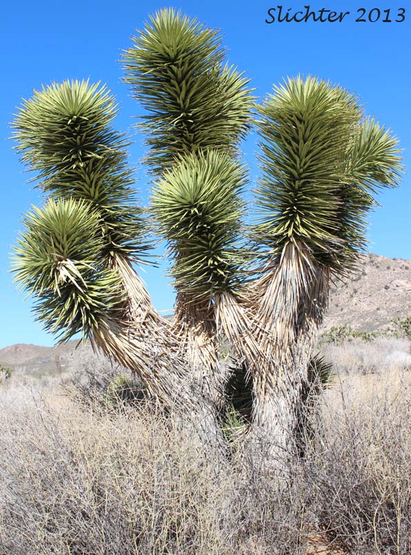 Joshua Tree: Yucca brevifolia