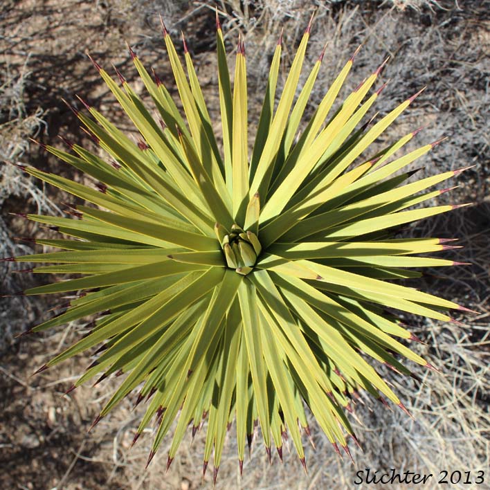 Joshua Tree: Yucca brevifolia