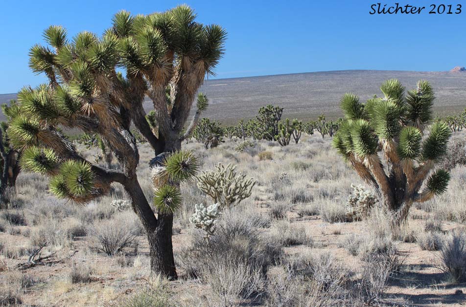 Joshua Tree: Yucca brevifolia
