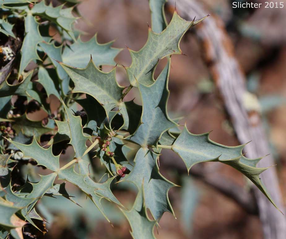 Leaves of Fremont's Mahonia: Mahonia fremontii (Synonyms: Berberis fremontii, Berberis higginsiae, Mahonia higginsiae, Odostemon fremontii)