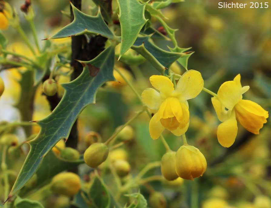 Red Barberry, Algerita, Red Oregon-grape, Mexican Barberry: Mahonia haematocarpa (Synonym: Berberis haematocarpa)