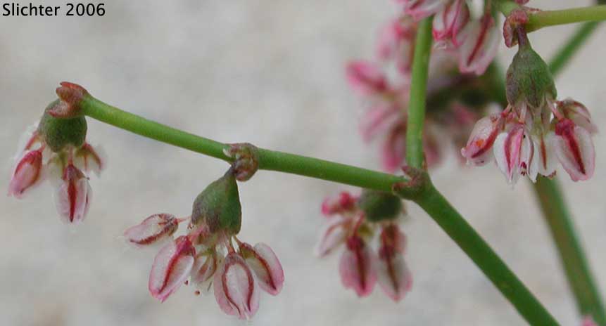 Flatcrown Buckwheat, Flat-topped Buckwheat: Eriogonum deflexum var. deflexum (Synonyms: Eriogonum deflexum ssp. insigne, Eriogonum deflexum var. insigne, Eriogonum deflexum f. stenopetala)