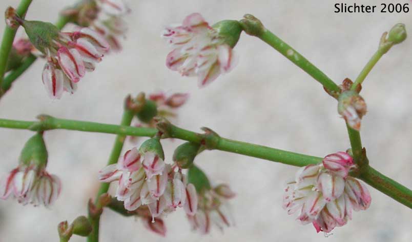 Flatcrown Buckwheat, Flat-topped Buckwheat: Eriogonum deflexum var. deflexum (Synonyms: Eriogonum deflexum ssp. insigne, Eriogonum deflexum var. insigne, Eriogonum deflexum f. stenopetala)