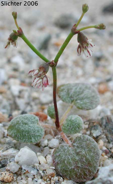 Flatcrown Buckwheat, Flat-topped Buckwheat: Eriogonum deflexum var. deflexum (Synonyms: Eriogonum deflexum ssp. insigne, Eriogonum deflexum var. insigne, Eriogonum deflexum f. stenopetala)