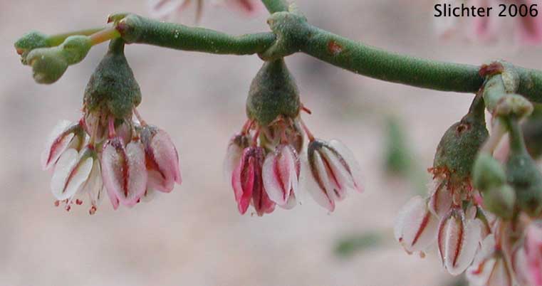 Flatcrown Buckwheat, Flat-topped Buckwheat: Eriogonum deflexum var. deflexum (Synonyms: Eriogonum deflexum ssp. insigne, Eriogonum deflexum var. insigne, Eriogonum deflexum f. stenopetala)