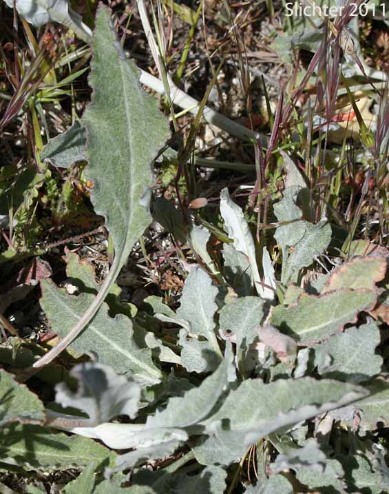 Long-stemmed Buckwheat, Tall Buckwheat: Eriogonum elongatum var. elongatum (Synonym: Eriogonum denudatum)