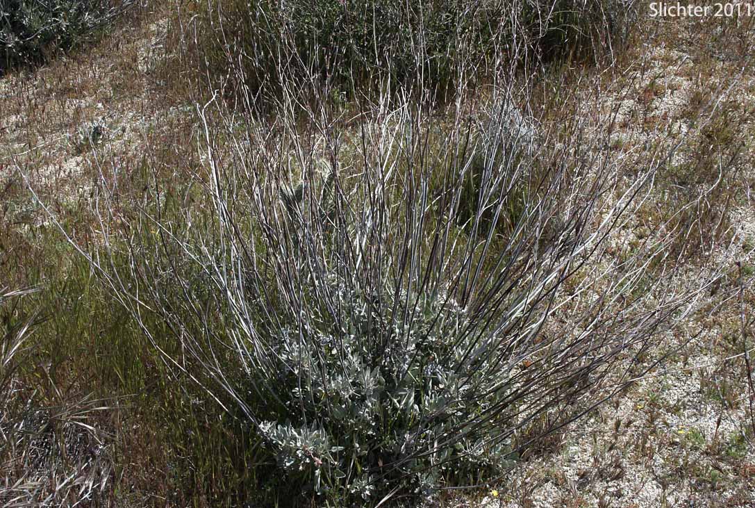 Long-stemmed Buckwheat, Tall Buckwheat: Eriogonum elongatum var. elongatum (Synonym: Eriogonum denudatum)