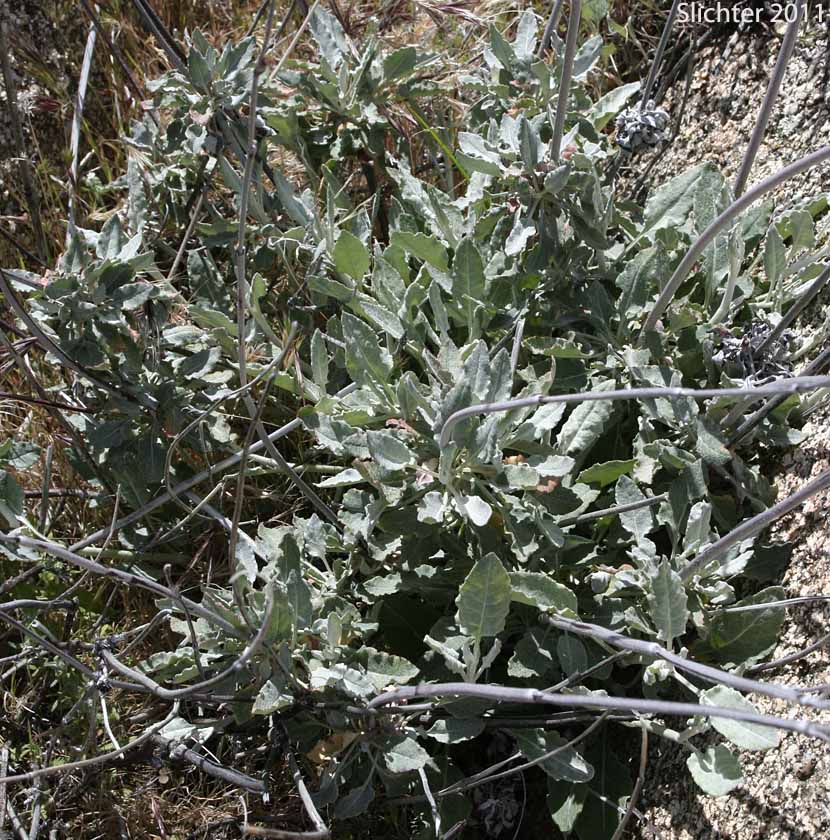 Long-stemmed Buckwheat, Tall Buckwheat: Eriogonum elongatum var. elongatum (Synonym: Eriogonum denudatum)
