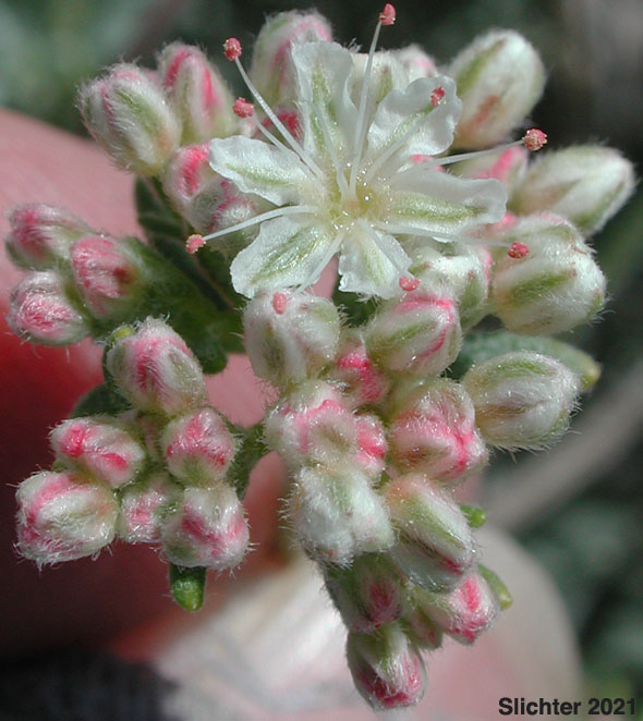 California Buckwheat, Eastern Mojave Buckwheat: Eriogonum fasciculatum var. polifolium (Synonyms: Eriogonum fasciculatum subsp. polifolium; Eriogonum fasciculatum var. revolutum; Eriogonum polifolium; Eriogonum revolutum)