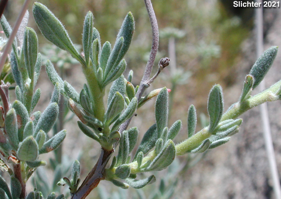 California Buckwheat, Eastern Mojave Buckwheat: Eriogonum fasciculatum var. polifolium (Synonyms: Eriogonum fasciculatum subsp. polifolium; Eriogonum fasciculatum var. revolutum; Eriogonum polifolium; Eriogonum revolutum)