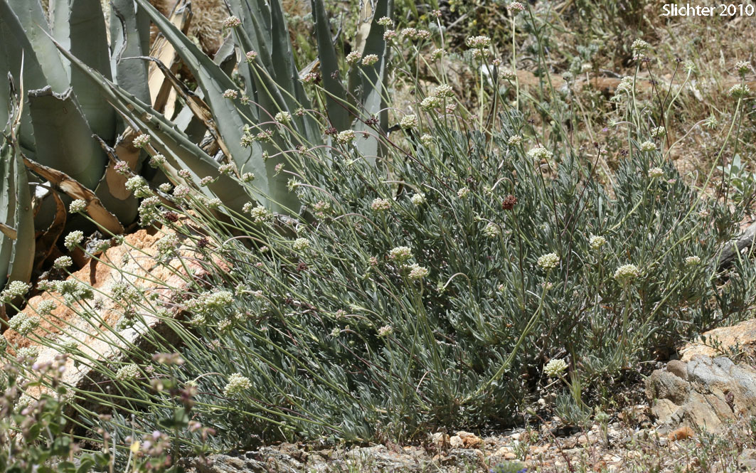 California Buckwheat, Eastern Mojave Buckwheat: Eriogonum fasciculatum var. polifolium (Synonyms: Eriogonum fasciculatum subsp. polifolium; Eriogonum fasciculatum var. revolutum; Eriogonum polifolium; Eriogonum revolutum)