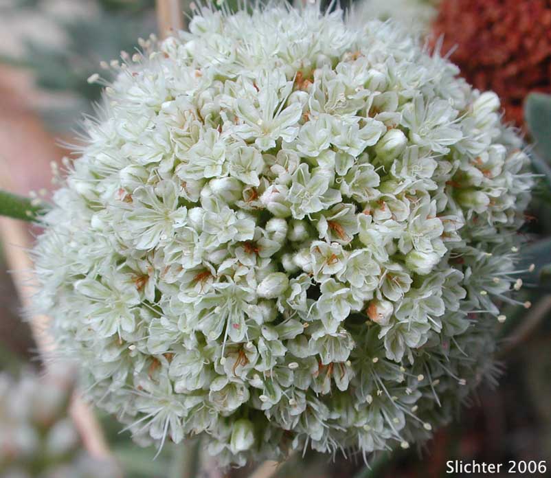 California Buckwheat, Eastern Mojave Buckwheat: Eriogonum fasciculatum var. polifolium (Synonyms: Eriogonum fasciculatum subsp. polifolium; Eriogonum fasciculatum var. revolutum; Eriogonum polifolium; Eriogonum revolutum)