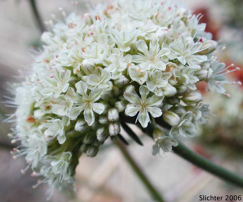 California Buckwheat, Eastern Mojave Buckwheat: Eriogonum fasciculatum var. polifolium (Synonyms: Eriogonum fasciculatum subsp. polifolium; Eriogonum fasciculatum var. revolutum; Eriogonum polifolium; Eriogonum revolutum)