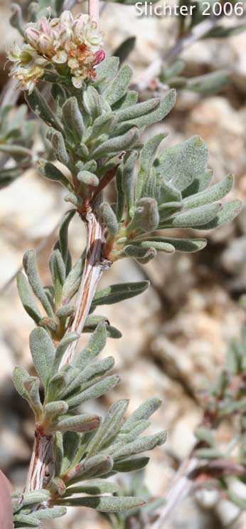 California Buckwheat, Eastern Mojave Buckwheat: Eriogonum fasciculatum var. polifolium (Synonyms: Eriogonum fasciculatum subsp. polifolium; Eriogonum fasciculatum var. revolutum; Eriogonum polifolium; Eriogonum revolutum)