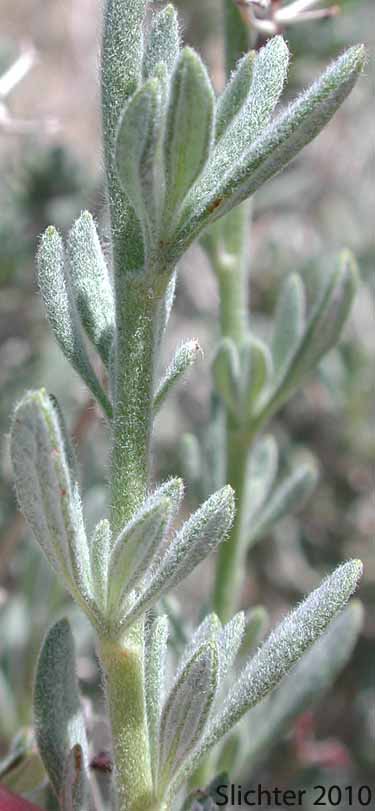 California Buckwheat, Eastern Mojave Buckwheat: Eriogonum fasciculatum var. polifolium (Synonyms: Eriogonum fasciculatum subsp. polifolium; Eriogonum fasciculatum var. revolutum; Eriogonum polifolium; Eriogonum revolutum)