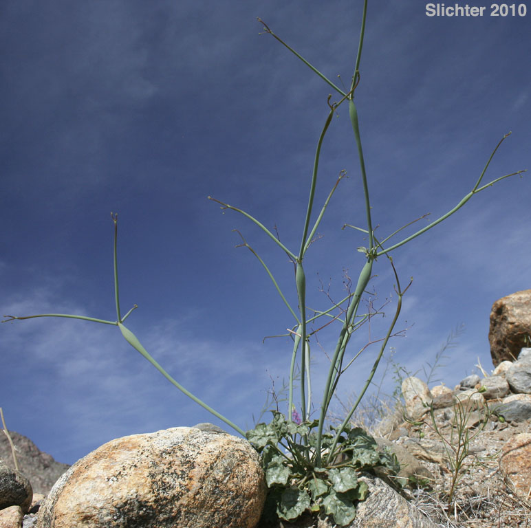 Desert Trumpet: Eriogonum inflatum (Synonyms: Eriogonum inflatum var. deflatum, Eriogonum inflatum var. inflatum)