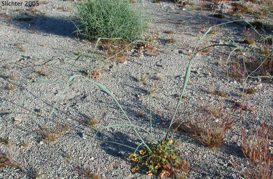 Desert Trumpet: Eriogonum inflatum (Synonyms: Eriogonum inflatum var. deflatum, Eriogonum inflatum var. inflatum)