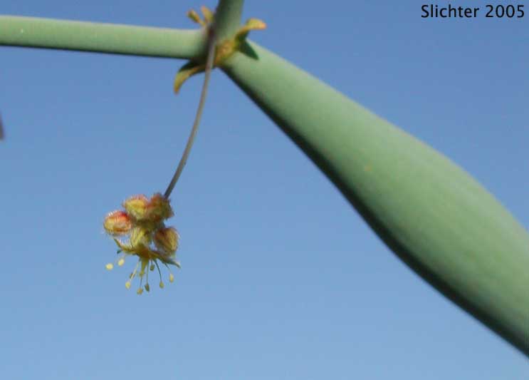 Desert Trumpet: Eriogonum inflatum (Synonyms: Eriogonum inflatum var. deflatum, Eriogonum inflatum var. inflatum)