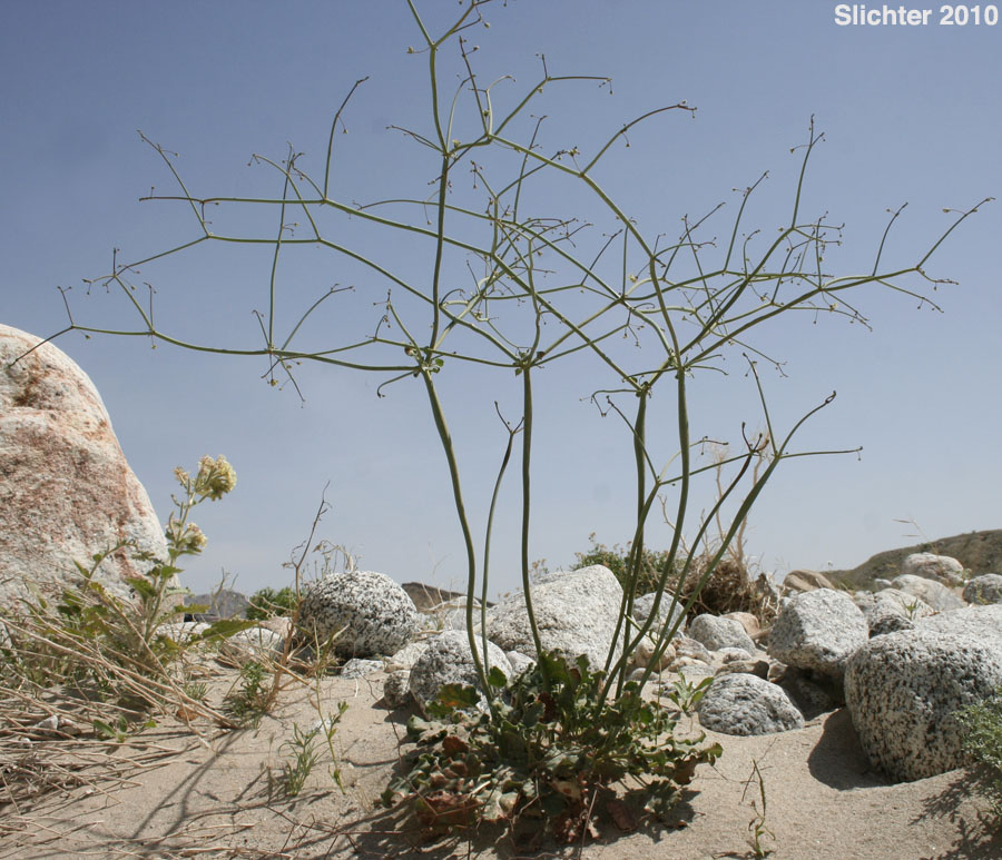 Desert Trumpet: Eriogonum inflatum (Synonyms: Eriogonum inflatum var. deflatum, Eriogonum inflatum var. inflatum)