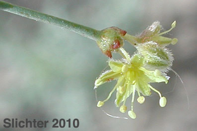 Desert Trumpet: Eriogonum inflatum (Synonyms: Eriogonum inflatum var. deflatum, Eriogonum inflatum var. inflatum)
