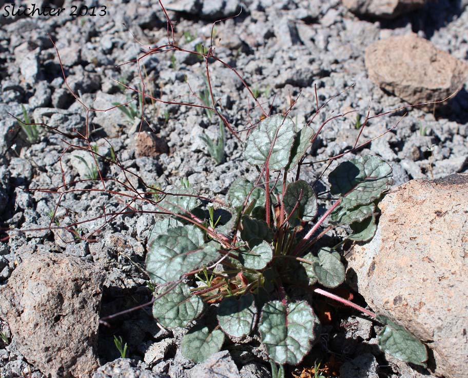 Desert Trumpet: Eriogonum inflatum (Synonyms: Eriogonum inflatum var. deflatum, Eriogonum inflatum var. inflatum)