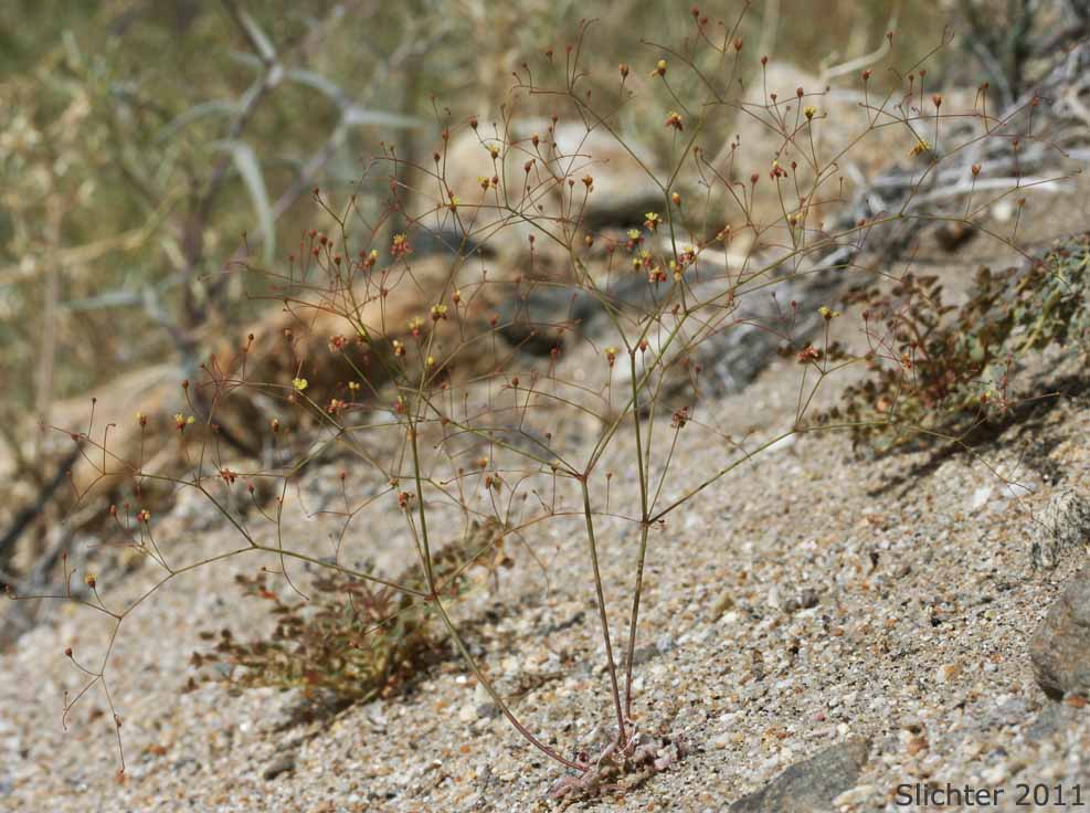 Thomas' Wild Buckwheat: Eriogonum thomasii (Synonym: Eriogonum minutiflorum)