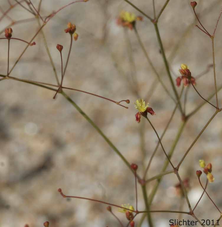 Thomas' Wild Buckwheat: Eriogonum thomasii (Synonym: Eriogonum minutiflorum)