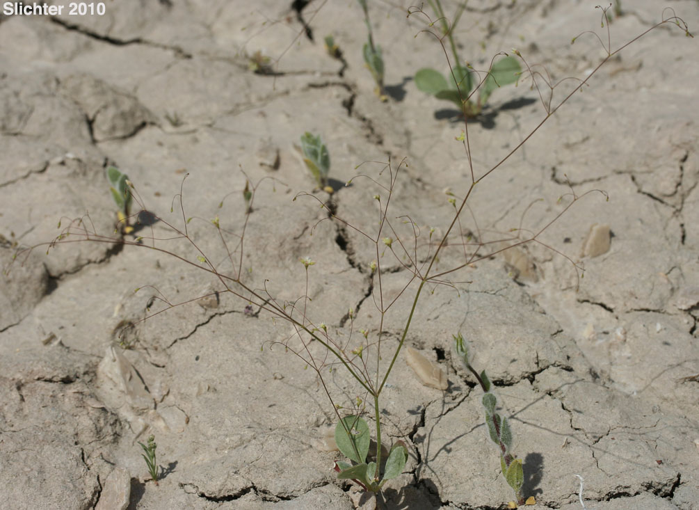 Thomas' Wild Buckwheat: Eriogonum thomasii (Synonym: Eriogonum minutiflorum)