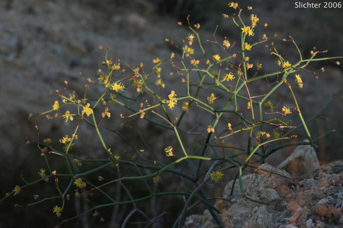 Thomas' Wild Buckwheat: Eriogonum thomasii (Synonym: Eriogonum minutiflorum)