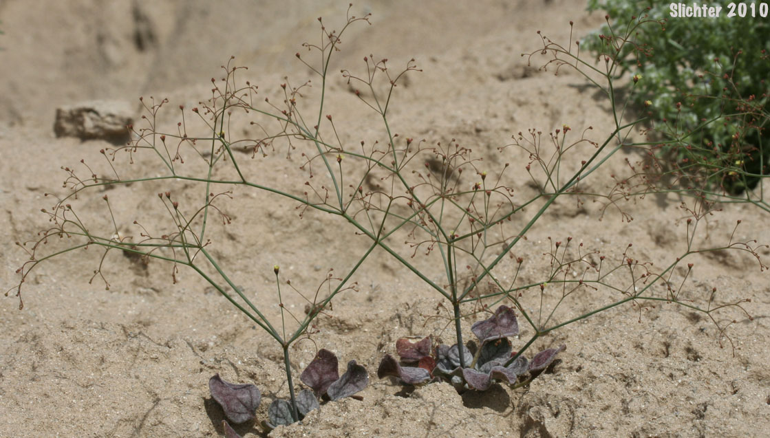 Thomas' Wild Buckwheat: Eriogonum thomasii (Synonym: Eriogonum minutiflorum)