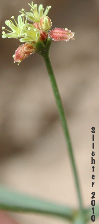 Thomas' Wild Buckwheat: Eriogonum thomasii (Synonym: Eriogonum minutiflorum)