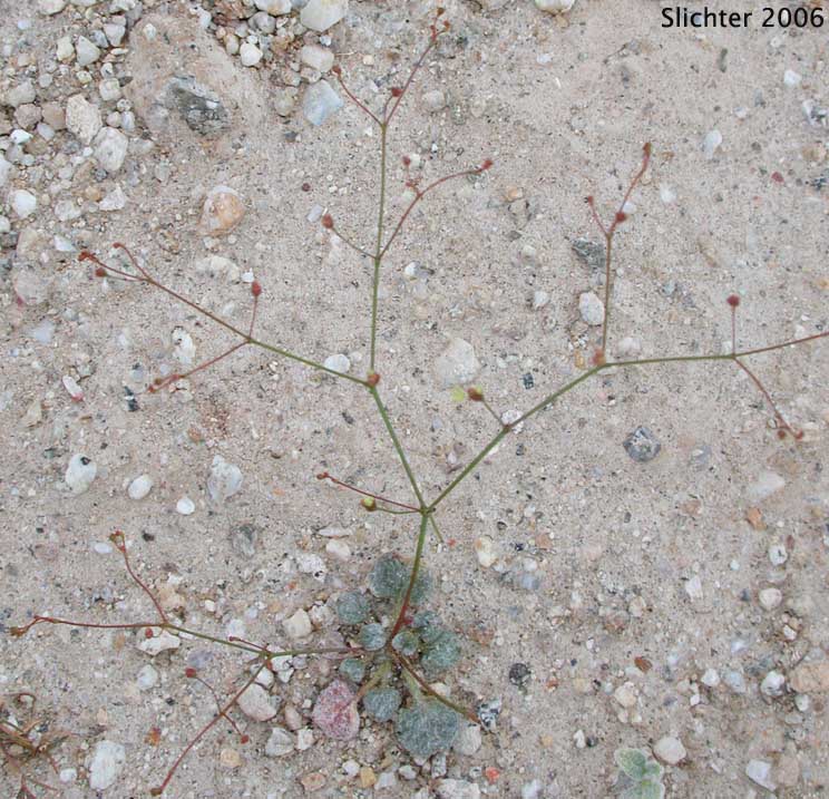 Thomas' Wild Buckwheat: Eriogonum thomasii (Synonym: Eriogonum minutiflorum)