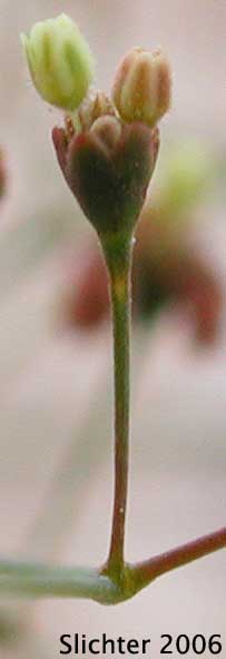 Thomas' Wild Buckwheat: Eriogonum thomasii (Synonym: Eriogonum minutiflorum)