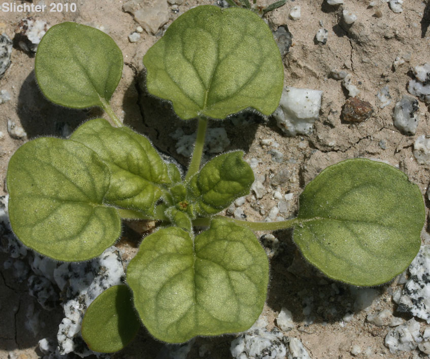Little Desert Buckwheat, Little Desert Trumpet: Eriogonum trichopes (Synonyms: Eriogonum cordatum, Eriogonum trichopes var. minus, Eriogonum trichopes var. trichopes, Eriogonum trichopodum)