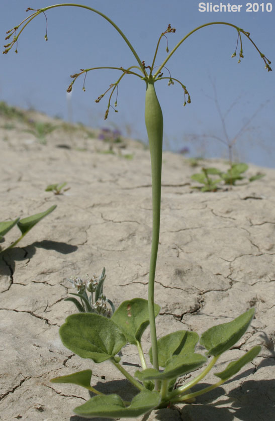 Little Desert Buckwheat, Little Desert Trumpet: Eriogonum trichopes (Synonyms: Eriogonum cordatum, Eriogonum trichopes var. minus, Eriogonum trichopes var. trichopes, Eriogonum trichopodum)