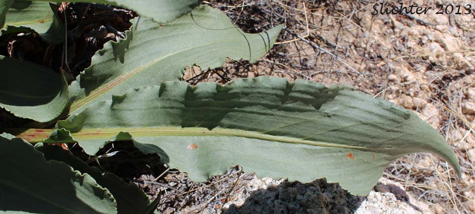 Curly Dock, Curly-leaved Dock, Rhubarb: Rumex crispus