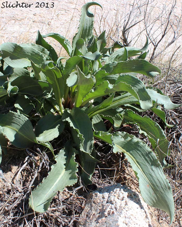Curly Dock, Curly-leaved Dock, Rhubarb: Rumex crispus