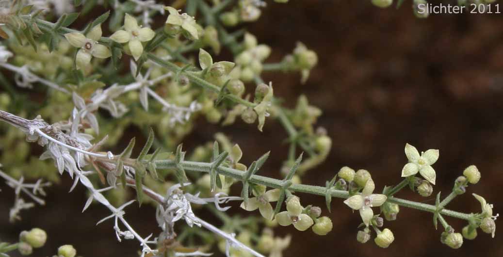 Desert Bedstraw, Starry Bedstraw: Galium stellatum (Synonyms: Galium stellatum ssp. eremicum, Galium stellatum var. eremicum)